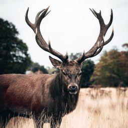 Dos de cerf avec os, Le Gue'lier.