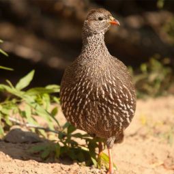 Poule Faisane prêt à cuire "Premium", Le Gue'lier.