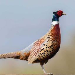 Coq Faisan prêt à cuire "Premium", Le Gue'lier.