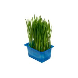 Wheat Grass