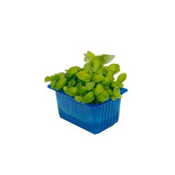 Basil Cress