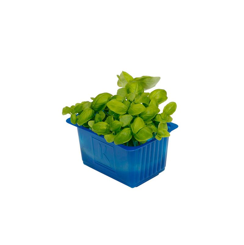 Basil Cress