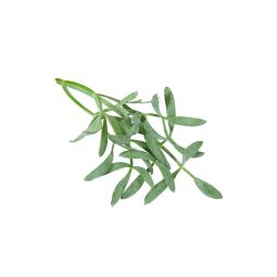 Sea Fennel