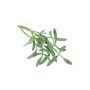 Sea Fennel