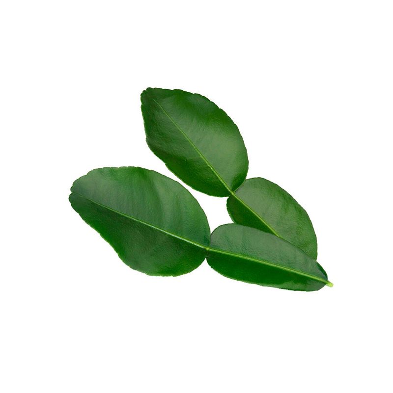 Kaffir Lime Leaves