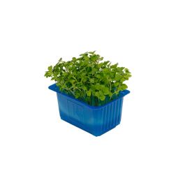 Rucola Cress