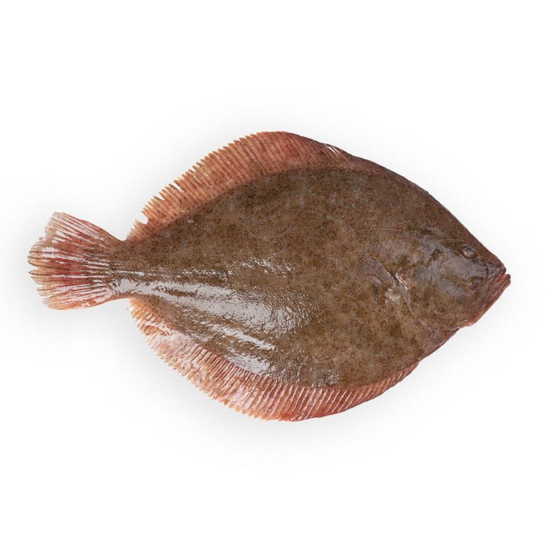 Farmed Turbot