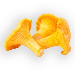 Chanterelle Jaune