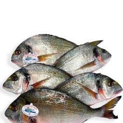 Royal Seabream