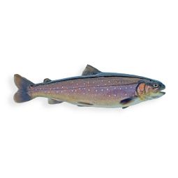 Farmed Artic Char White Flesh