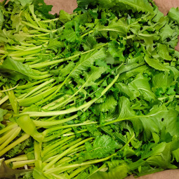 Salade Cime Di Rapa