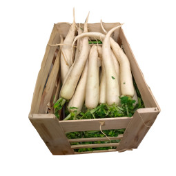 Daikon Radish