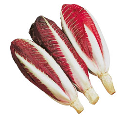 Radicchio Long Precoce Di Treviso Long