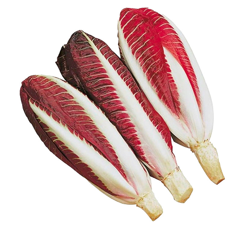 Long Radicchio Precoce di Treviso