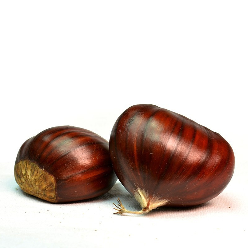 Fresh Chestnut