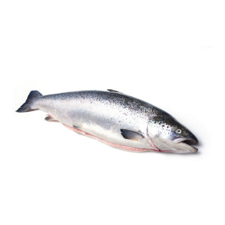 Farmed Scotland Salmon | Fish | Classic Fine Foods