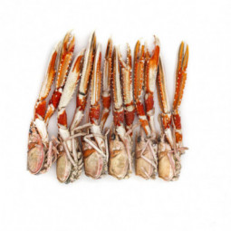 Langoustine Head