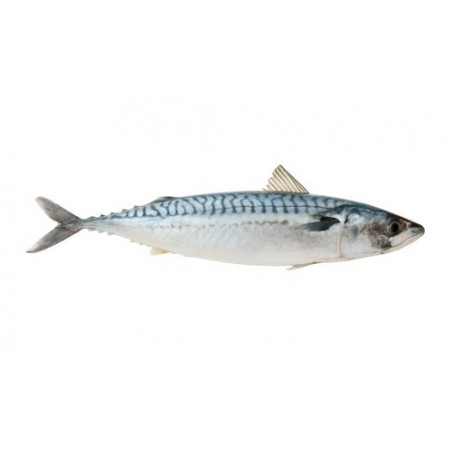 Mackerel | Classic Fine Foods