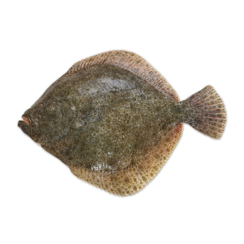 Turbot: A Comprehensive Guide to this Delicious Flatfish
